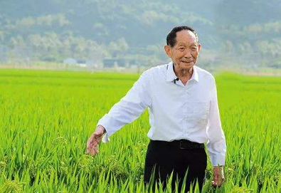 沙漠邊種海水稻 袁隆平海水稻科研團(tuán)隊(duì)沙漠邊種海水稻