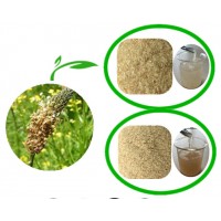 洋車前子殼 圓苞車前子殼 膳食纖維  全國(guó)包郵