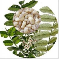 乳香提取物，乳香酸90% 實(shí)力廠家 現(xiàn)貨包郵