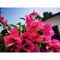 長沙民宿,農(nóng)家樂,一日游好去處/隱藏在桃源鄉(xiāng)里的農(nóng)莊