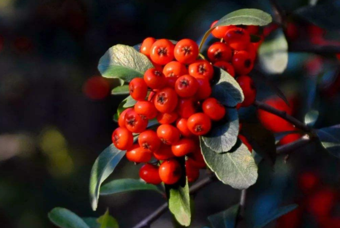 火棘在庭院中怎樣栽培？火棘的庭院栽種技術(shù)要點(diǎn)及播種繁殖方法