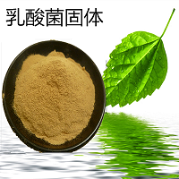 乳酸菌 固體發酵 凈化養殖水體 調節腸道 廠家