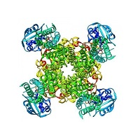 鉀離子通道|離子通道服務|激酶譜|GPCR|愛思益普