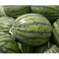 臨潁賣西瓜苗廠家 郾城培育嫁接8424西瓜苗